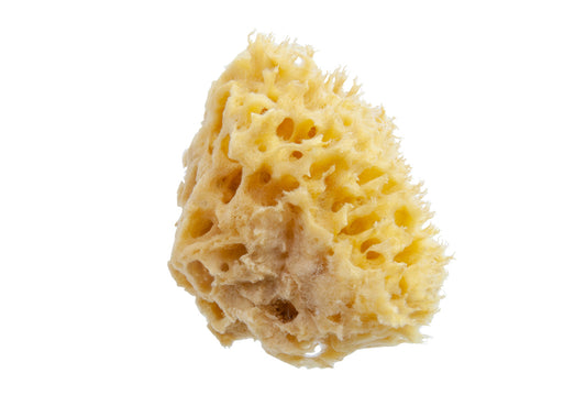 Natursvamp grovporig 5-8 cm