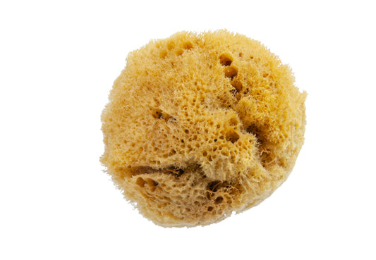 Natursvamp finporig 4-6 cm