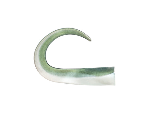 Glide Tail Junior 3-pack C21 Green/Pearl White